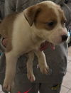 adoptable Dog in  named CHILLI
