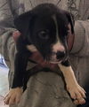 adoptable Dog in  named BANDIT