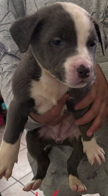 adoptable Dog in San Antonio, TX named MUFFIN