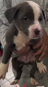 adoptable Dog in  named MUFFIN