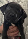 adoptable Dog in  named BINGO