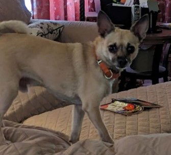 adoptable Dog in San Antonio, TX named SCAMP