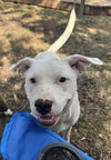 adoptable Dog in  named GEORGE