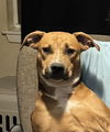 adoptable Dog in  named KORBIN