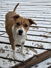 adoptable Dog in  named EMILY