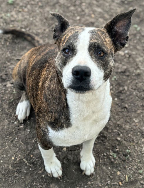 adoptable Dog in San Antonio, TX named MAMA