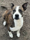 adoptable Dog in  named MAMA