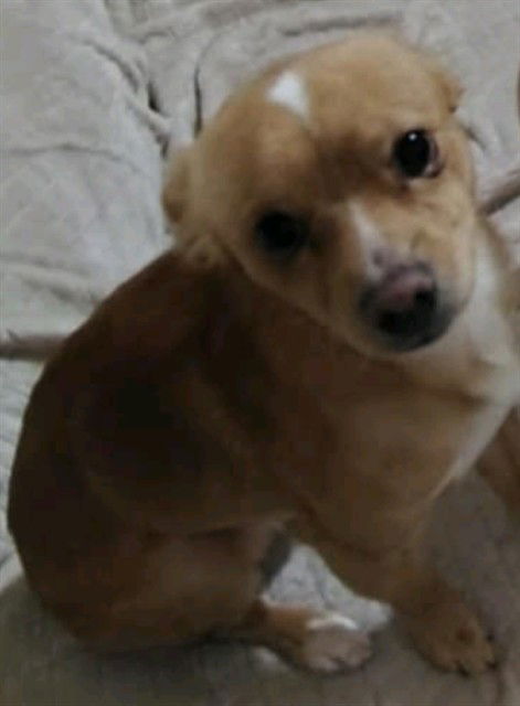adoptable Dog in San Antonio, TX named COFFEE