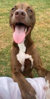 adoptable Dog in  named BO