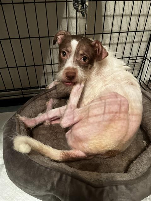 adoptable Dog in San Antonio, TX named FANNY