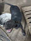 adoptable Dog in  named DOG1
