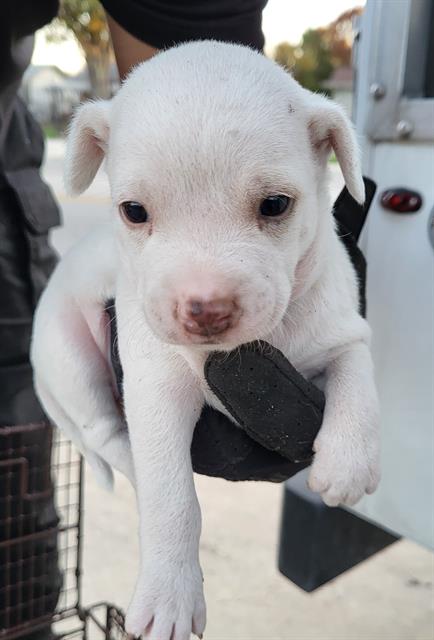adoptable Dog in San Antonio, TX named CASPER