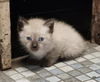 adoptable Cat in  named TOYO