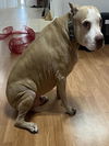 adoptable Dog in  named ROTOR