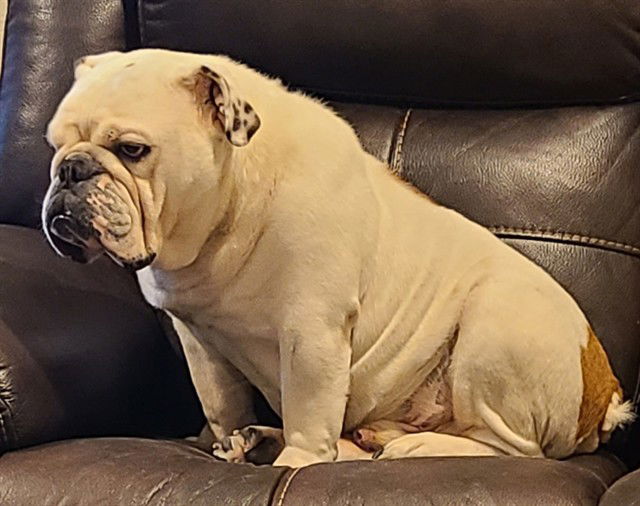 adoptable Dog in San Antonio, TX named BIGGIE