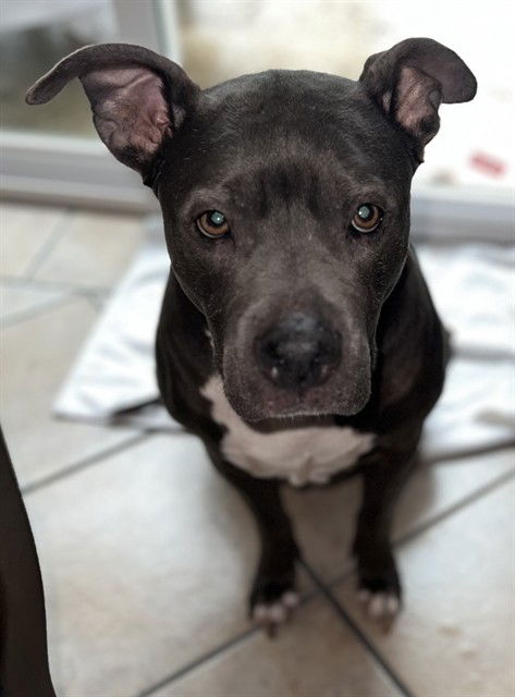 adoptable Dog in San Antonio, TX named KOBA