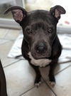 adoptable Dog in  named KOBA