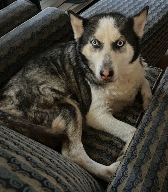 adoptable Dog in San Antonio, TX named FRED