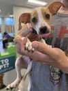 adoptable Dog in  named PORKCHOP
