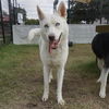 adoptable Dog in  named ARIA