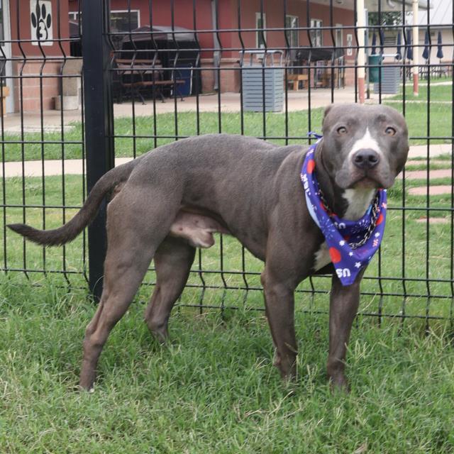adoptable Dog in San Antonio, TX named ROLLIE