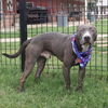 adoptable Dog in  named ROLLIE