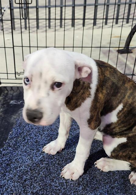 adoptable Dog in San Antonio, TX named LINDA
