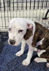 adoptable Dog in  named LINDA