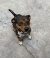 adoptable Dog in  named REESES