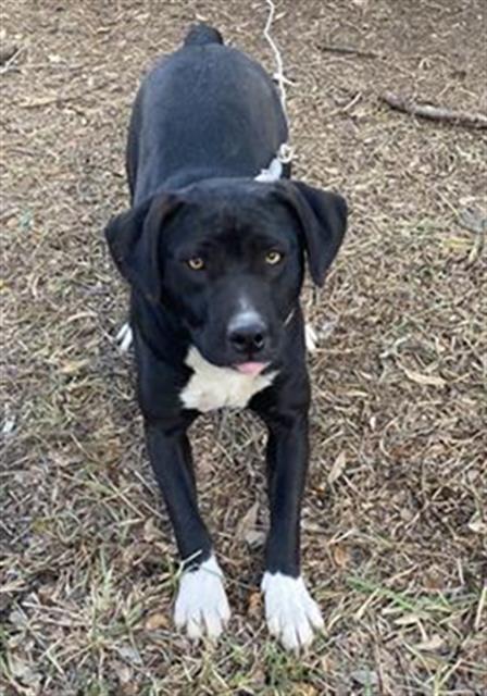 adoptable Dog in San Antonio, TX named BIG BABY