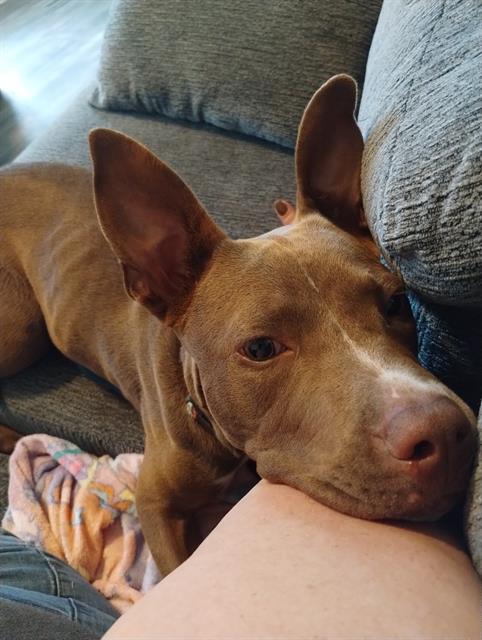 adoptable Dog in San Antonio, TX named SOONIE