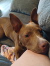 adoptable Dog in  named SOONIE