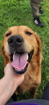 adoptable Dog in  named POE