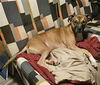 adoptable Dog in  named BETSY