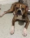 adoptable Dog in  named MOLLY