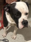 adoptable Dog in  named TANK
