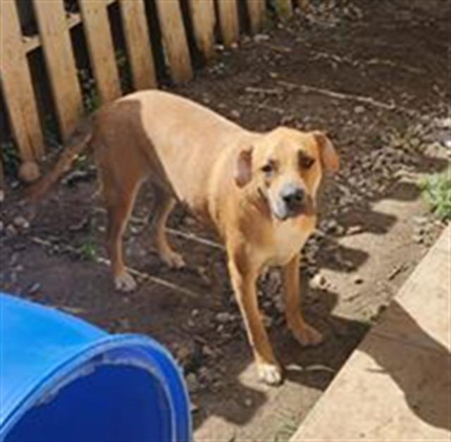 adoptable Dog in San Antonio, TX named CHICO