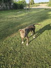 adoptable Dog in  named SUN