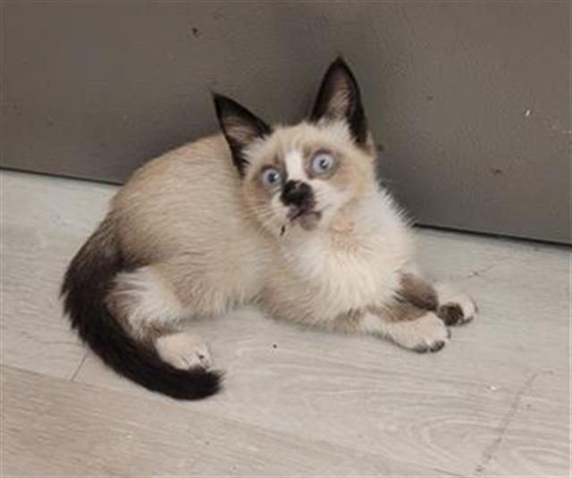 adoptable Cat in San Antonio, TX named CHIQUITA