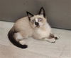 adoptable Cat in  named CHIQUITA