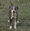 adoptable Dog in  named GRIS