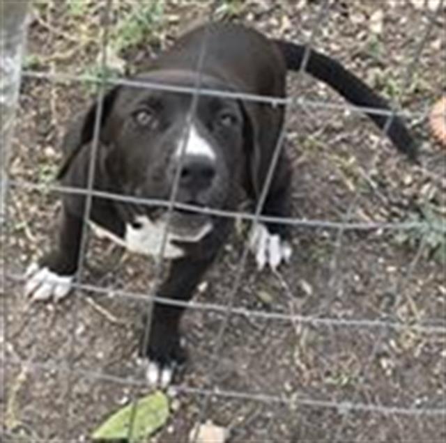 adoptable Dog in San Antonio, TX named FOUR