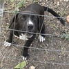 adoptable Dog in  named FOUR