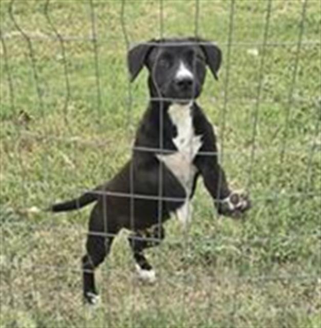 adoptable Dog in San Antonio, TX named FIVE