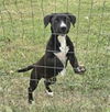 adoptable Dog in  named FIVE