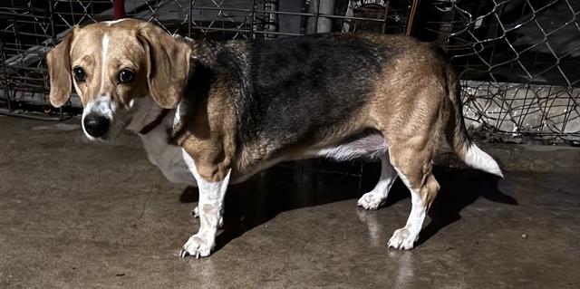 adoptable Dog in San Antonio, TX named SOPHIA