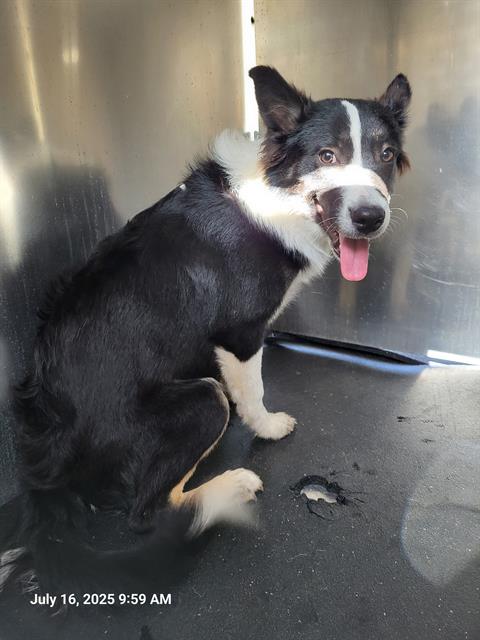 adoptable Dog in San Antonio, TX named WENDY