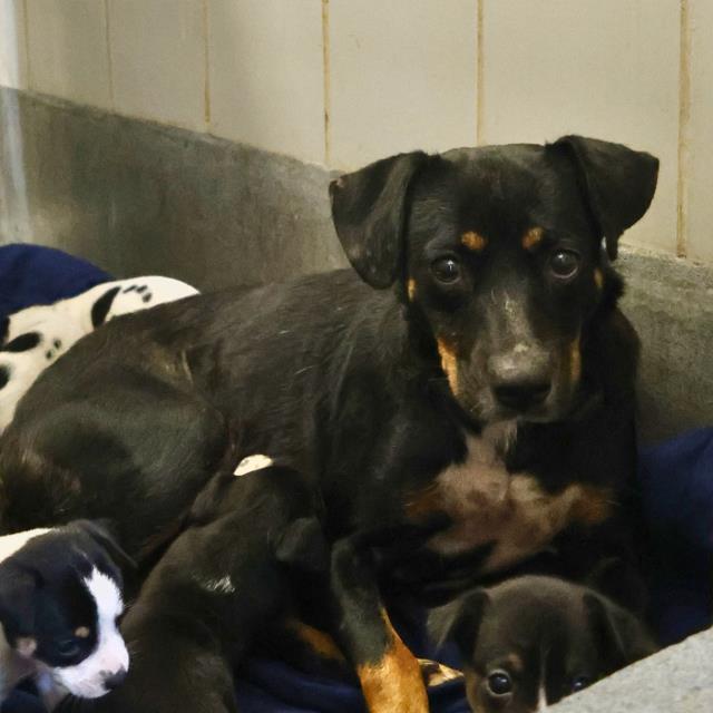 adoptable Dog in San Antonio, TX named NAOMI
