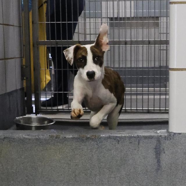 adoptable Dog in San Antonio, TX named GRACE