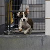 adoptable Dog in  named GRACE